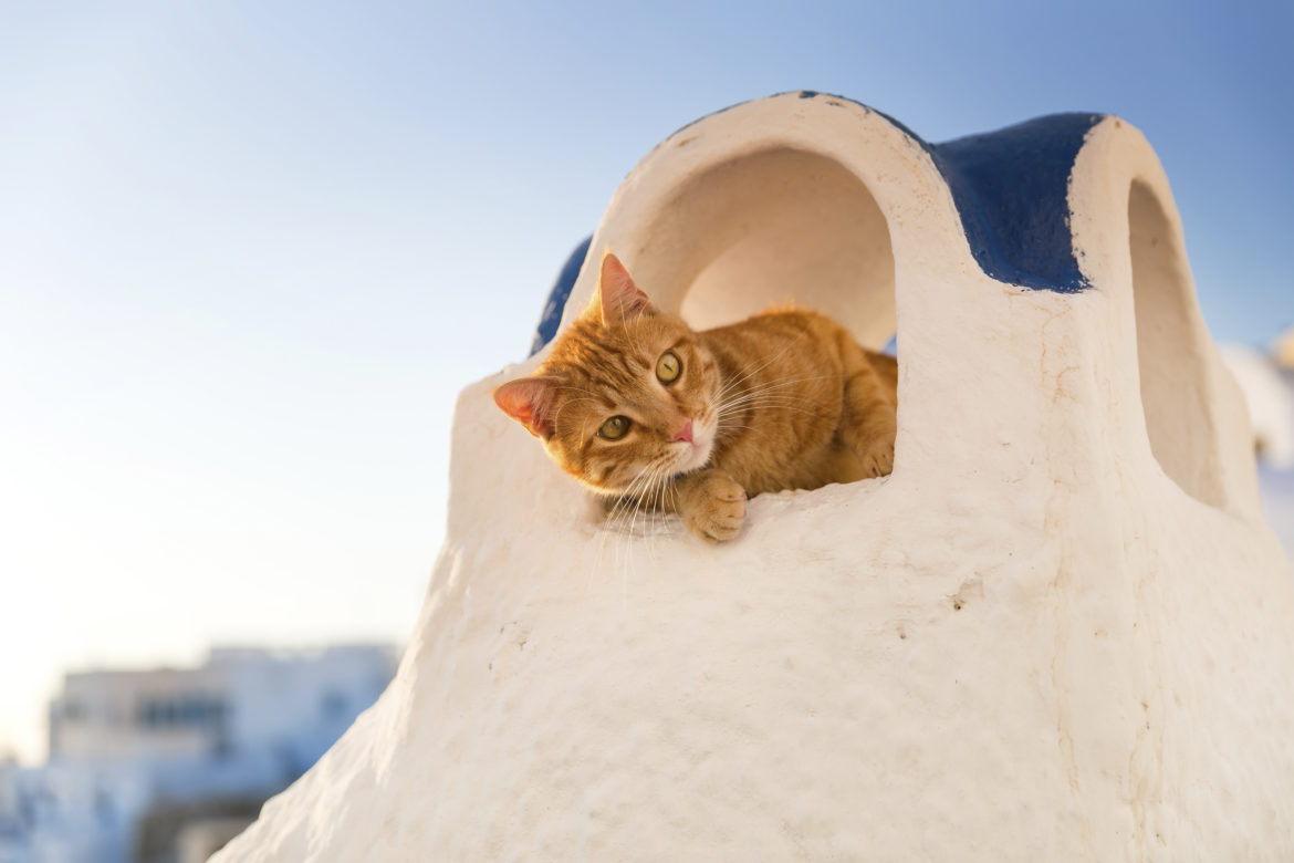 Der mediterrane Lifestyle. Locker und entspannt eine Katze auf der griechischen Insel Santorin