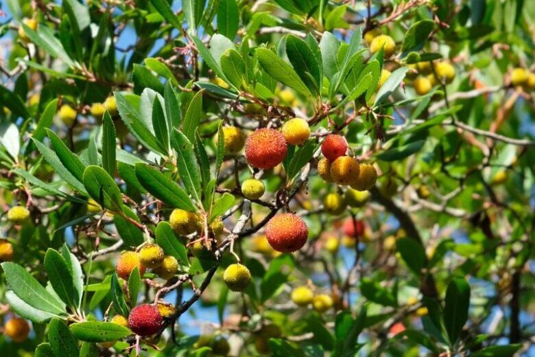 Wandern auf Elba.Die Früchte des Erbeerbaums sind angeblich leicht berauschend.