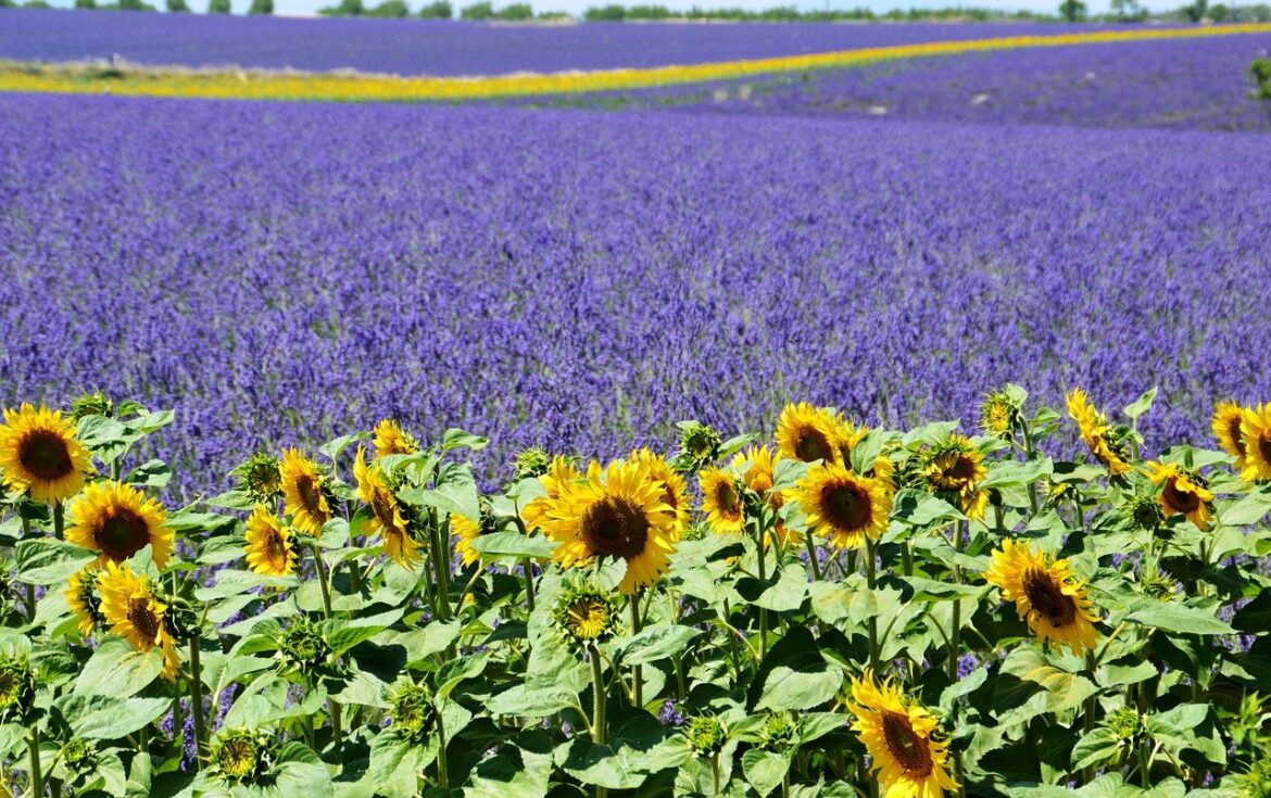 Provence: Lavendelfeld