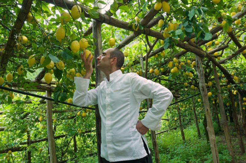 Zitrone. Im Garten der Pasticceria Pansa.