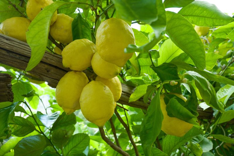 Amalfi-Zitrone. Ein gelbes Stück vom Paradies