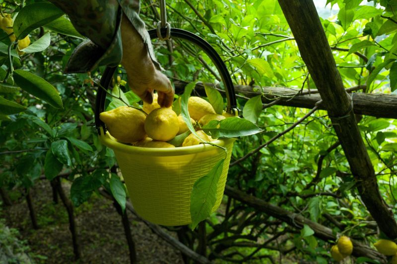 Die Zitronen-Ernte ist Handarbeit..