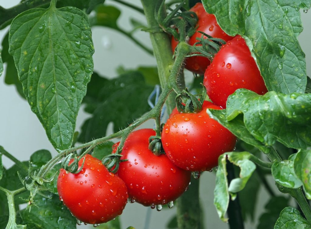 Vollreife, frische Tomaten