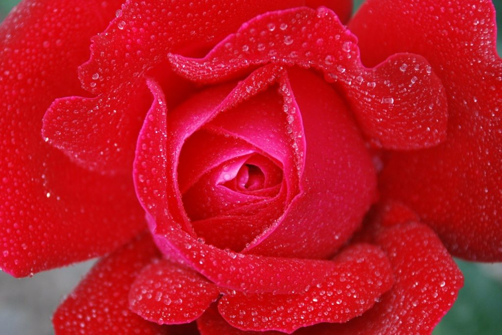 Valentinstag Rose